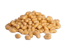 soy bean